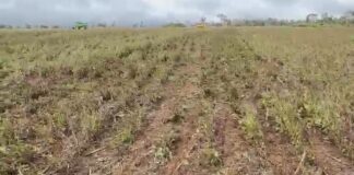 produtora-rural-denuncia-perda-total-de-lavoura-de-soja-apos-uso-indevido-de-drone-em-mt