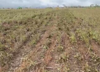 produtora-rural-denuncia-perda-total-de-lavoura-de-soja-apos-uso-indevido-de-drone-em-mt