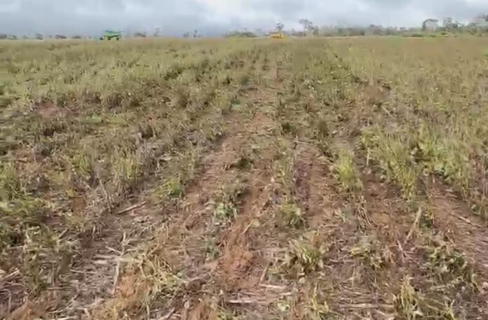 produtora-rural-denuncia-perda-total-de-lavoura-de-soja-apos-uso-indevido-de-drone-em-mt