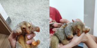 filhote-de-tamandua-e-resgatado-e-encaminhado-para-atendimento-em-sorriso