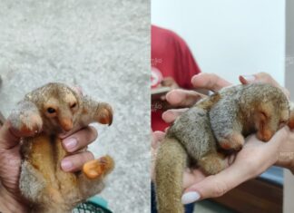 filhote-de-tamandua-e-resgatado-e-encaminhado-para-atendimento-em-sorriso