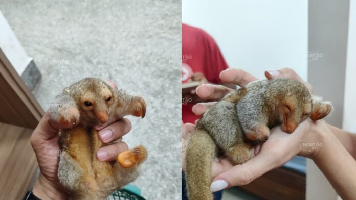 filhote-de-tamandua-e-resgatado-e-encaminhado-para-atendimento-em-sorriso filhote-de-tamandua-e-resgatado-e-encaminhado-para-atendimento-em-sorriso