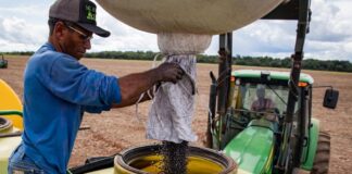 agropecuaria-gera-mais-de-10-mil-empregos-em-mt-e-destaca-estado-no-cenario-nacional