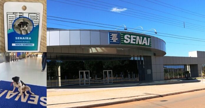 retirada-da-cadela-senaira-do-senai-de-sorriso-gera-revolta-entre-alunos-e-protetores-de-animais