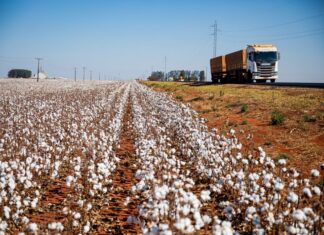 mato-grosso-ja-comercializou-58,5%-da-safra-de-algodao-2025/26,-aponta-imea
