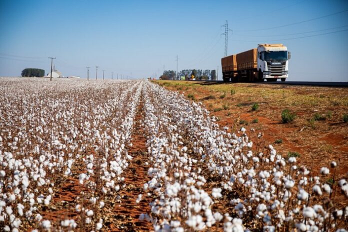 mato-grosso-ja-comercializou-58,5%-da-safra-de-algodao-2025/26,-aponta-imea mato-grosso-ja-comercializou-58,5%-da-safra-de-algodao-2025/26,-aponta-imea