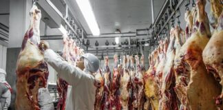 mpf-investiga-frigorificos-em-mt-por-suspeita-de-compra-de-gado-de-areas-com-desmatamento