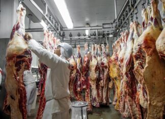 mpf-investiga-frigorificos-em-mt-por-suspeita-de-compra-de-gado-de-areas-com-desmatamento