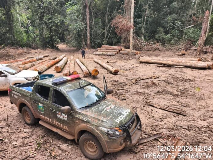 pm-apreende-mais-de-174-m³-de-madeira-ilegal-durante-fiscalizacao-no-nortao-de-mt