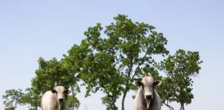 mato-grosso-lidera-abate-de-bovinos-no-pais-e-amplia-participacao-nas-exportacoes