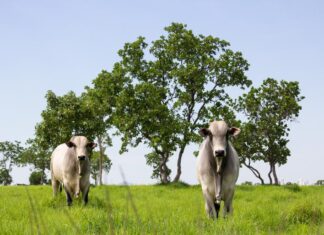 mato-grosso-lidera-abate-de-bovinos-no-pais-e-amplia-participacao-nas-exportacoes