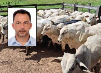 vereador-e-preso-suspeito-de-comprar-gado-furtado-avaliado-em-r$-120-mil-em-mato-grosso