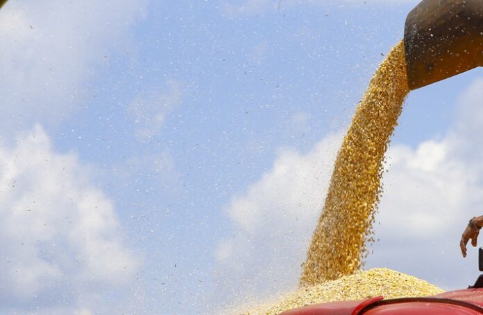 homem-suspeito-de-participar-do-furto-de-1,4-mil-sacas-de-milho-e-preso-em-sinop