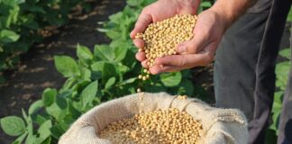 justica-concede-liminar-e-livra-produtor-rural-de-pagar-royalties-sobre-producao-de-soja-em-mt