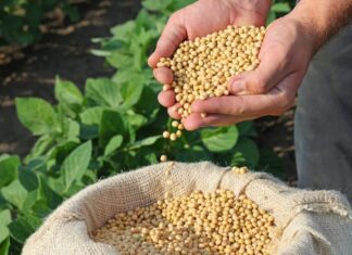 justica-concede-liminar-e-livra-produtor-rural-de-pagar-royalties-sobre-producao-de-soja-em-mt