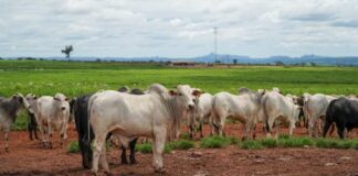producao-da-pecuaria-de-mato-grosso-deve-movimentar-r$-42,1-bilhoes-este-ano