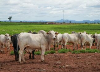 producao-da-pecuaria-de-mato-grosso-deve-movimentar-r$-42,1-bilhoes-este-ano