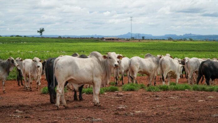 producao-da-pecuaria-de-mato-grosso-deve-movimentar-r$-42,1-bilhoes-este-ano producao-da-pecuaria-de-mato-grosso-deve-movimentar-r$-42,1-bilhoes-este-ano