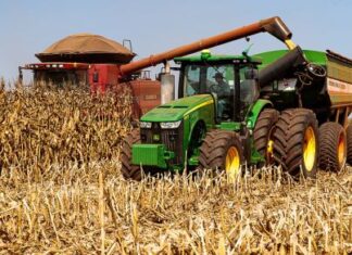 demanda-por-milho-em-mt-cresce-com-forca-do-etanol-e-maior-consumo-interno,-aponta-imea