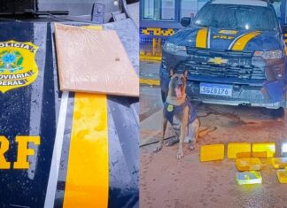 prf-prende-dois-traficantes-com-drogas-em-onibus-na-rodovia-br-364-em-mt