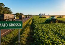 frete-de-graos-sobe-em-mato-grosso-com-saida-de-caminhoes-para-outros-estados,-aponta-imea