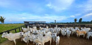 campanha-de-atualizacao-de-estoque-de-rebanhos-comeca-sexta-feira-em-mato-grosso