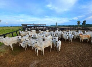 campanha-de-atualizacao-de-estoque-de-rebanhos-comeca-sexta-feira-em-mato-grosso