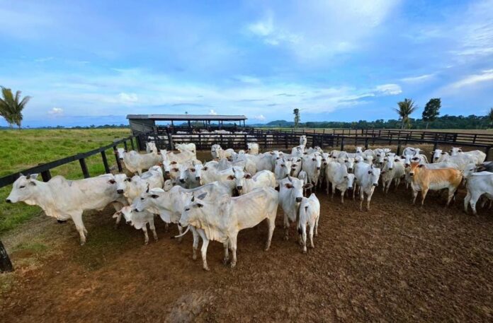 campanha-de-atualizacao-de-estoque-de-rebanhos-comeca-sexta-feira-em-mato-grosso campanha-de-atualizacao-de-estoque-de-rebanhos-comeca-sexta-feira-em-mato-grosso