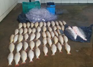 Batalhão Ambiental prende homem transportando 52 unidades de pescado irregular batalhao-ambiental-prende-homem-transportando-52-unidades-de-pescado-irregular