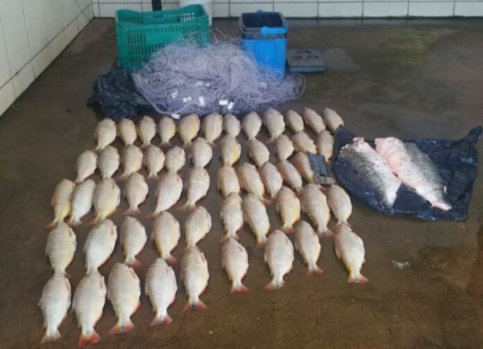 batalhao-ambiental-prende-homem-transportando-52-unidades-de-pescado-irregular batalhao-ambiental-prende-homem-transportando-52-unidades-de-pescado-irregular