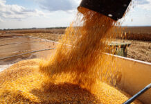 milho-de-segunda-safra-consolida-mato-grosso-como-potencia-agricola-nacional