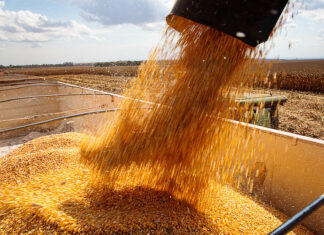 milho-de-segunda-safra-consolida-mato-grosso-como-potencia-agricola-nacional