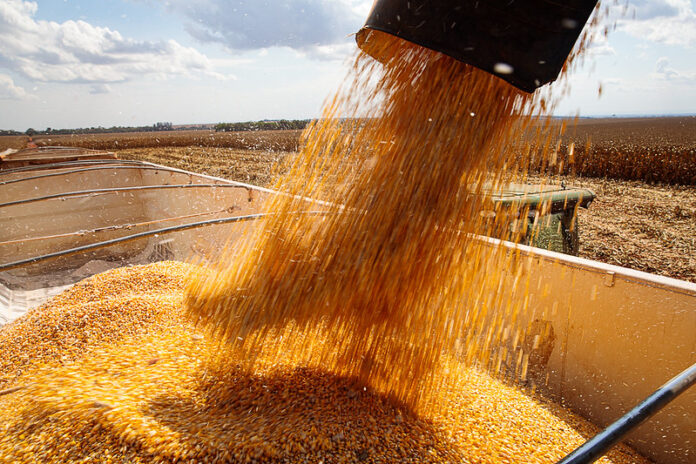 milho-de-segunda-safra-consolida-mato-grosso-como-potencia-agricola-nacional milho-de-segunda-safra-consolida-mato-grosso-como-potencia-agricola-nacional