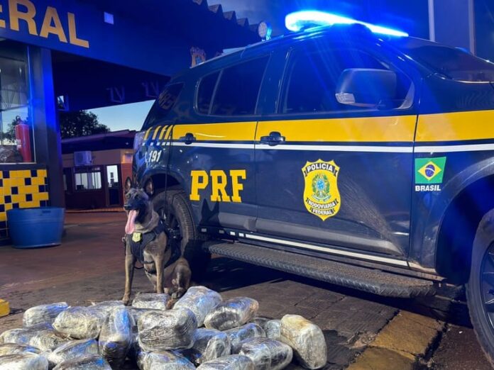passageiro-e-preso-com-38-kg-de-supermaconha-em-onibus-na-rodovia-br-364-em-mt passageiro-e-preso-com-38-kg-de-supermaconha-em-onibus-na-rodovia-br-364-em-mt