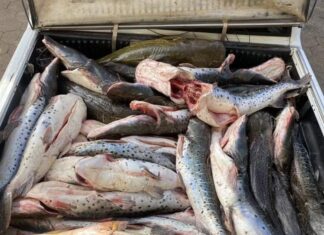 Motorista é preso com 465 kg de pescado ilegal e caminhonete roubada em MT motorista-e-preso-com-465-kg-de-pescado-ilegal-e-caminhonete-roubada-em-mt