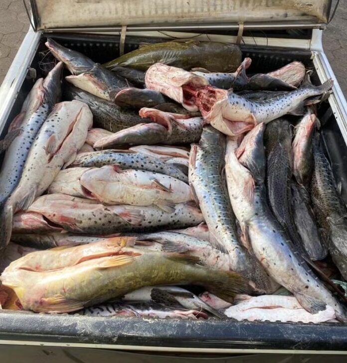 motorista-e-preso-com-465-kg-de-pescado-ilegal-e-caminhonete-roubada-em-mt