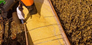 mato-grosso-lidera-producao-agropecuaria-do-pais-com-projecao-de-r$-206-bilhoes-em-2026