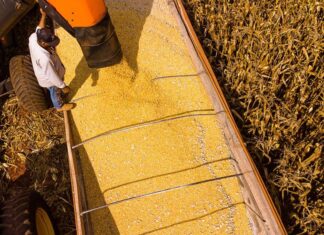 mato-grosso-lidera-producao-agropecuaria-do-pais-com-projecao-de-r$-206-bilhoes-em-2026