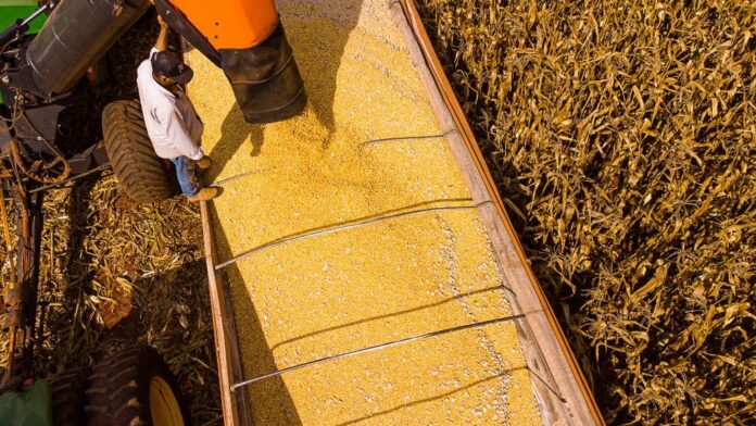 mato-grosso-lidera-producao-agropecuaria-do-pais-com-projecao-de-r$-206-bilhoes-em-2026 mato-grosso-lidera-producao-agropecuaria-do-pais-com-projecao-de-r$-206-bilhoes-em-2026