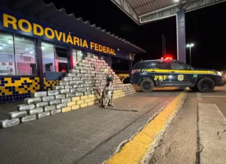 PRF apreende mais de meia tonelada de skunk escondidos em fundo falso de caminhão prf-apreende-mais-de-meia-tonelada-de-skunk-escondidos-em-fundo-falso-de-caminhao