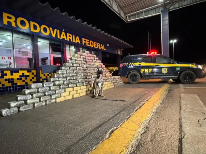 prf-apreende-mais-de-meia-tonelada-de-skunk-escondidos-em-fundo-falso-de-caminhao prf-apreende-mais-de-meia-tonelada-de-skunk-escondidos-em-fundo-falso-de-caminhao