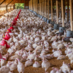 BRF terá que pagar R$ 150 mil por demissões em frigorífico de MT após greve considerada ilegal brf-tera-que-pagar-r$-150-mil-por-demissoes-em-frigorifico-de-mt-apos-greve-considerada-ilegal